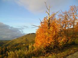 yellow tree